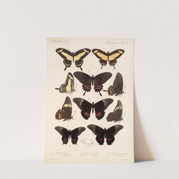 Insecta Lepidoptera-Rhopalocera Pl 071 by Frederick DuCane Godman