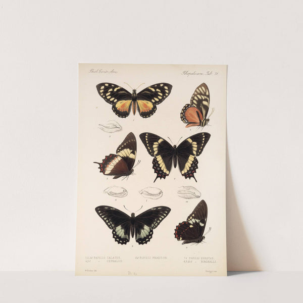 Insecta Lepidoptera-Rhopalocera Pl 072 by Frederick DuCane Godman