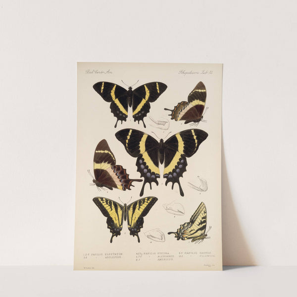 Insecta Lepidoptera-Rhopalocera Pl 073 by Frederick DuCane Godman