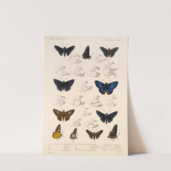 Insecta Lepidoptera-Rhopalocera Pl 074 by Frederick DuCane Godman