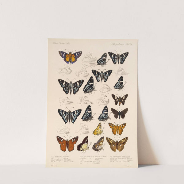 Insecta Lepidoptera-Rhopalocera Pl 075 by Frederick DuCane Godman