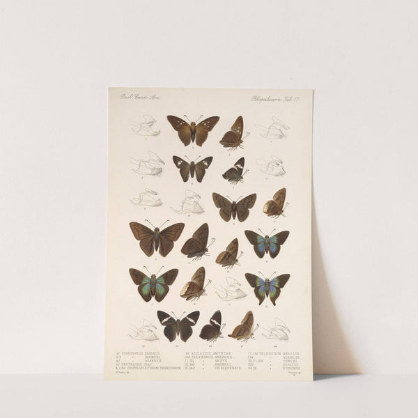 Insecta Lepidoptera-Rhopalocera Pl 078 by Frederick DuCane Godman