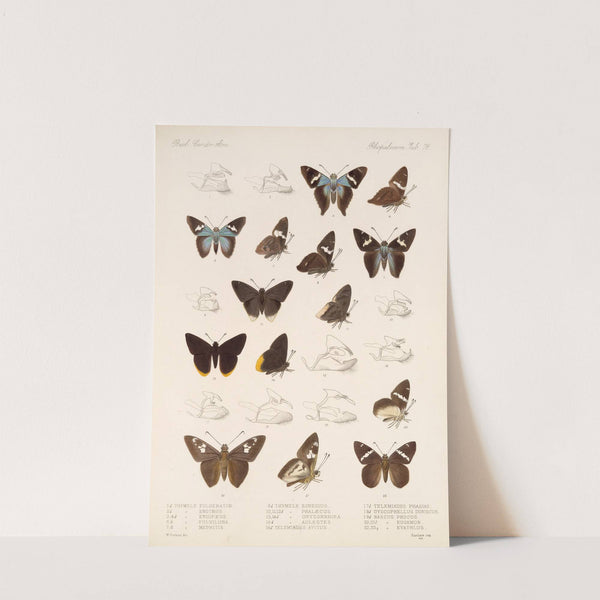 Insecta Lepidoptera-Rhopalocera Pl 079 by Frederick DuCane Godman