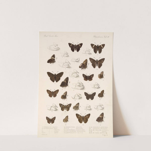 Insecta Lepidoptera-Rhopalocera Pl 081 by Frederick DuCane Godman