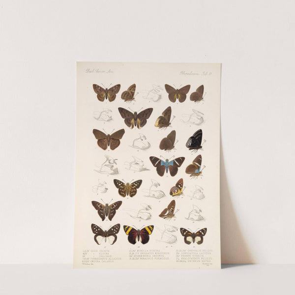 Insecta Lepidoptera-Rhopalocera Pl 082 by Frederick DuCane Godman