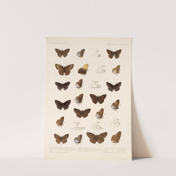 Insecta Lepidoptera-Rhopalocera Pl 085 by Frederick DuCane Godman