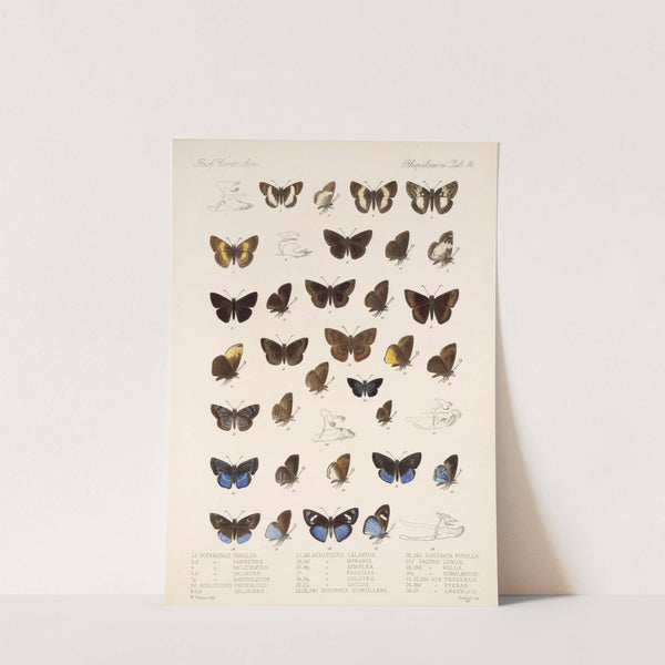 Insecta Lepidoptera-Rhopalocera Pl 087 by Frederick DuCane Godman