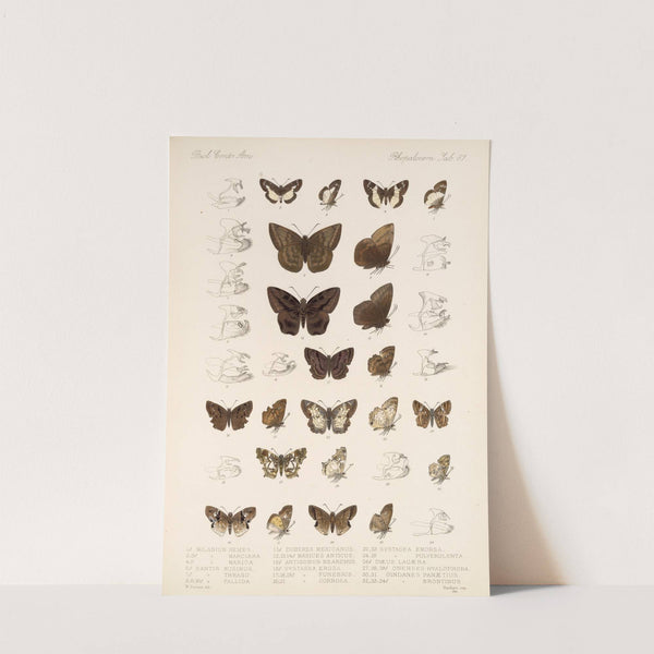 Insecta Lepidoptera-Rhopalocera Pl 088 by Frederick DuCane Godman