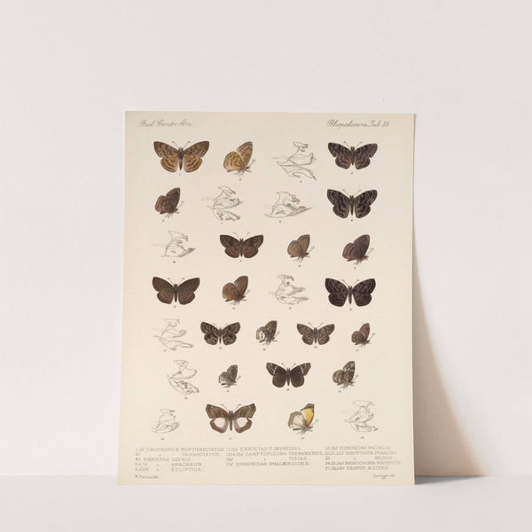 Insecta Lepidoptera-Rhopalocera Pl 089 by Frederick DuCane Godman