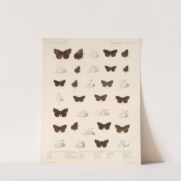 Insecta Lepidoptera-Rhopalocera Pl 090 by Frederick DuCane Godman