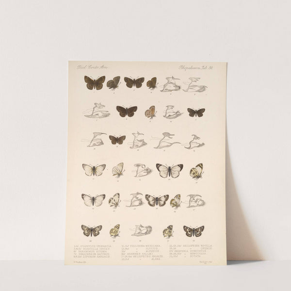 Insecta Lepidoptera-Rhopalocera Pl 091 by Frederick DuCane Godman