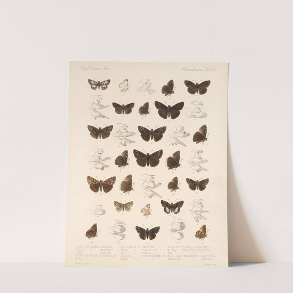 Insecta Lepidoptera-Rhopalocera Pl 092 by Frederick DuCane Godman