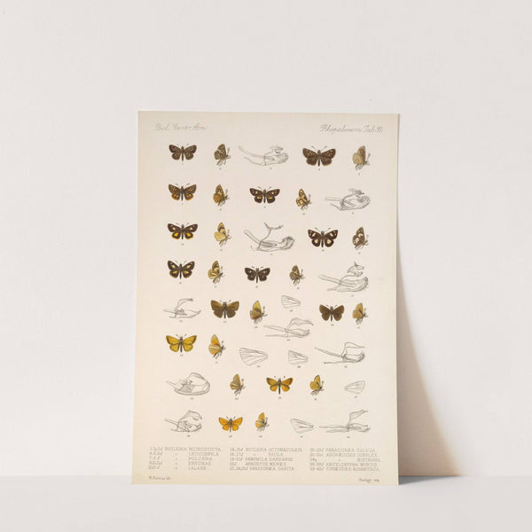 Insecta Lepidoptera-Rhopalocera Pl 093 by Frederick DuCane Godman