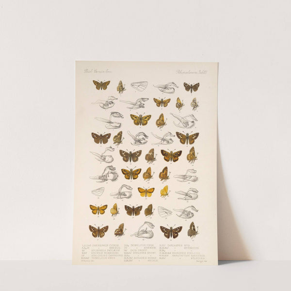 Insecta Lepidoptera-Rhopalocera Pl 094 by Frederick DuCane Godman