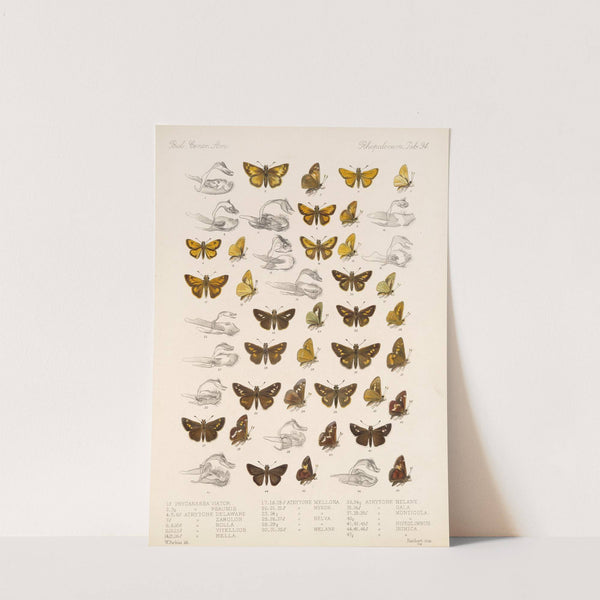 Insecta Lepidoptera-Rhopalocera Pl 095 by Frederick DuCane Godman