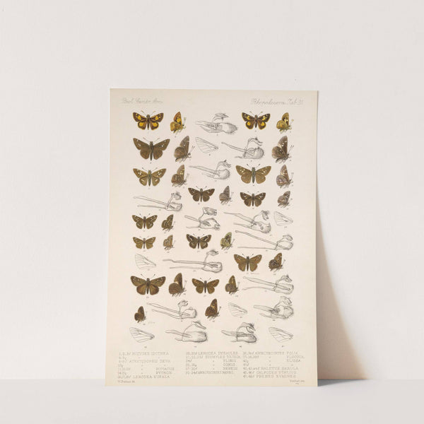 Insecta Lepidoptera-Rhopalocera Pl 096 by Frederick DuCane Godman