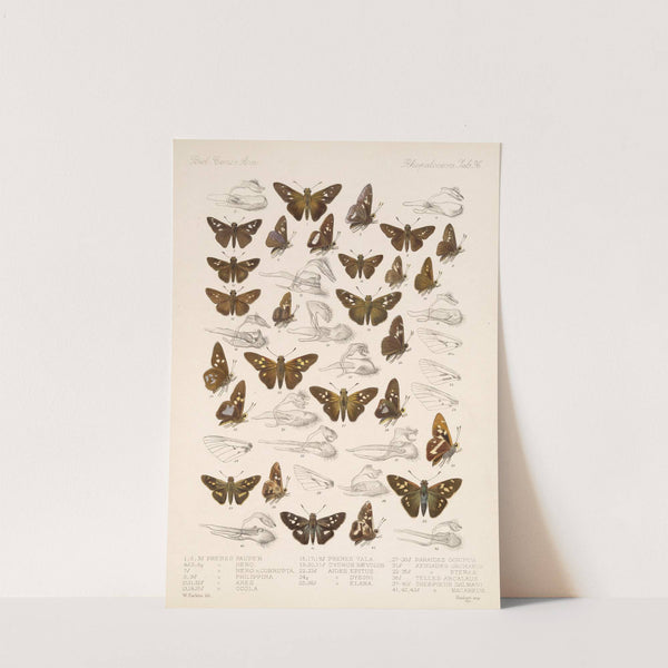 Insecta Lepidoptera-Rhopalocera Pl 097 by Frederick DuCane Godman