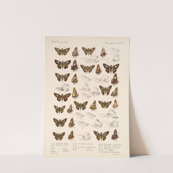 Insecta Lepidoptera-Rhopalocera Pl 098 by Frederick DuCane Godman