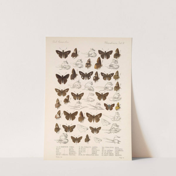 Insecta Lepidoptera-Rhopalocera Pl 099 by Frederick DuCane Godman