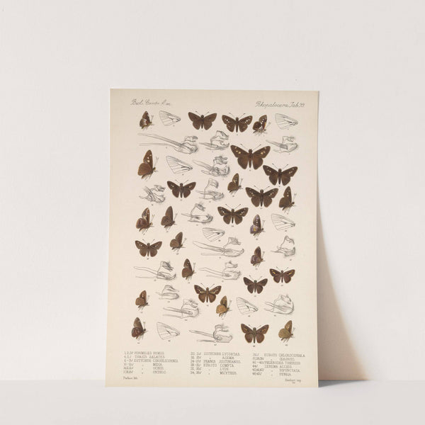 Insecta Lepidoptera-Rhopalocera Pl 100 by Frederick DuCane Godman