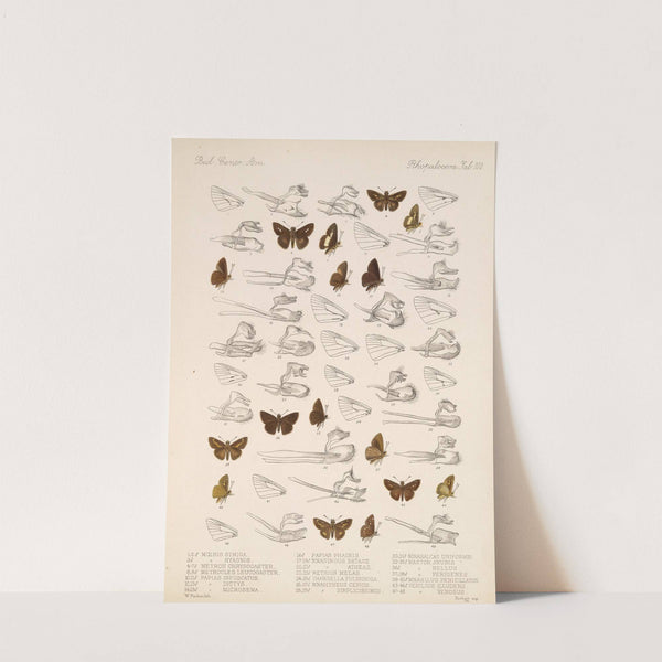 Insecta Lepidoptera-Rhopalocera Pl 101 by Frederick DuCane Godman