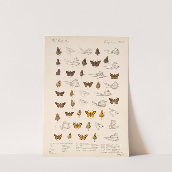 Insecta Lepidoptera-Rhopalocera Pl 102 by Frederick DuCane Godman