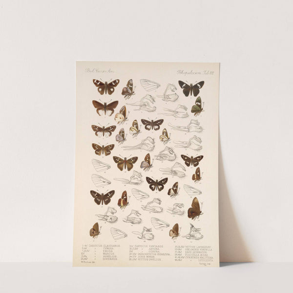 Insecta Lepidoptera-Rhopalocera Pl 103 by Frederick DuCane Godman