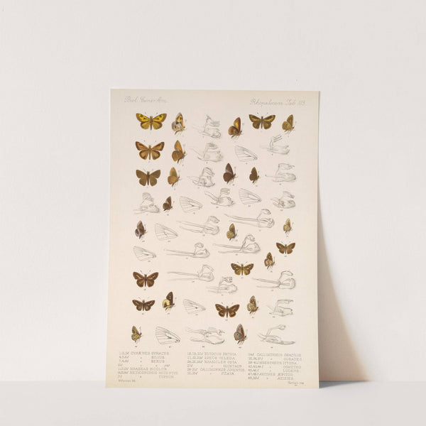 Insecta Lepidoptera-Rhopalocera Pl 104 by Frederick DuCane Godman