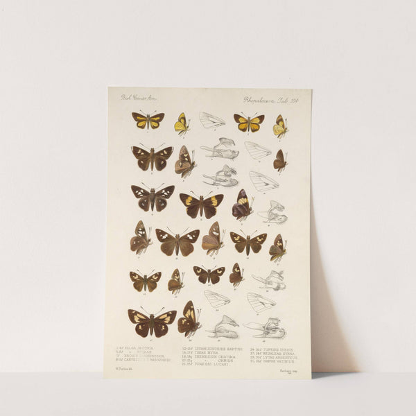 Insecta Lepidoptera-Rhopalocera Pl 105 (1879-1915) by Frederick DuCane Godman