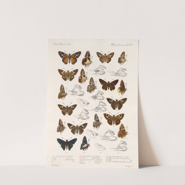 Insecta Lepidoptera-Rhopalocera Pl 107 (1879-1915) by Frederick DuCane Godman