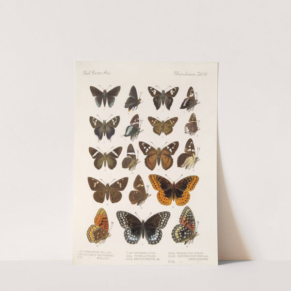 Insecta Lepidoptera-Rhopalocera Pl 113 (1879-1915) by Frederick DuCane Godman