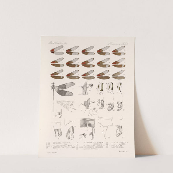 Insecta Neuroptera Pl 2 (1879-1915) by Frederick DuCane Godman