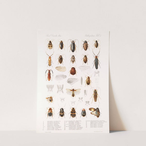 Insecta Orthoptera Pl 1 (1879-1915) by Frederick DuCane Godman