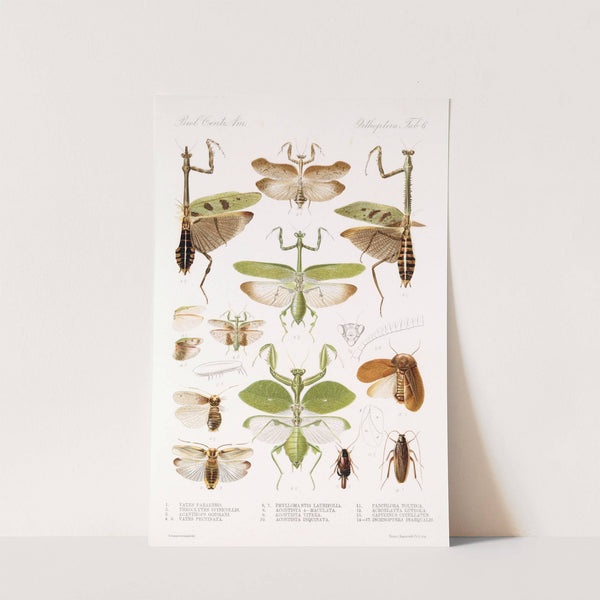 Insecta Orthoptera Pl 2 (1879-1915) by Frederick DuCane Godman