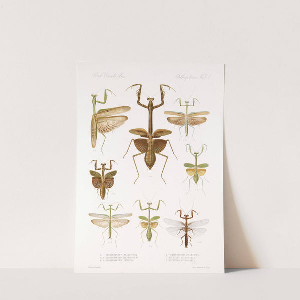 Insecta Orthoptera Pl 3 (1879-1915) by Frederick DuCane Godman