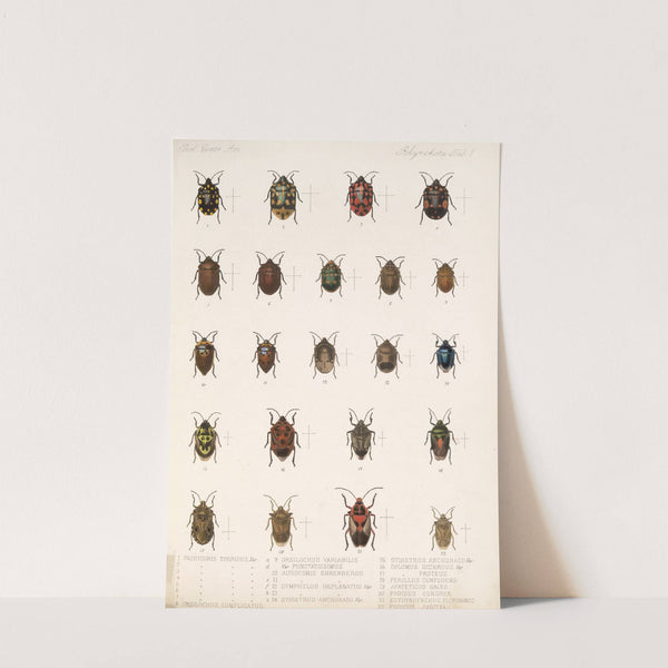 Insecta Rhynchota Hemiptera-Heteroptera Pl 01 (1879-1915) by Frederick DuCane Godman