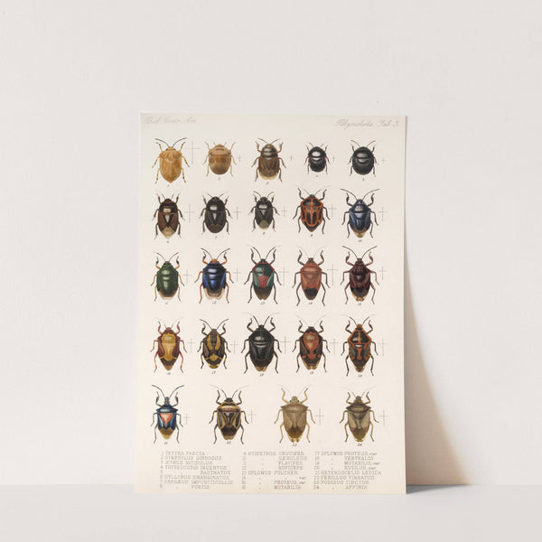 Insecta Rhynchota Hemiptera-Heteroptera Pl 03 (1879-1915) by Frederick DuCane Godman