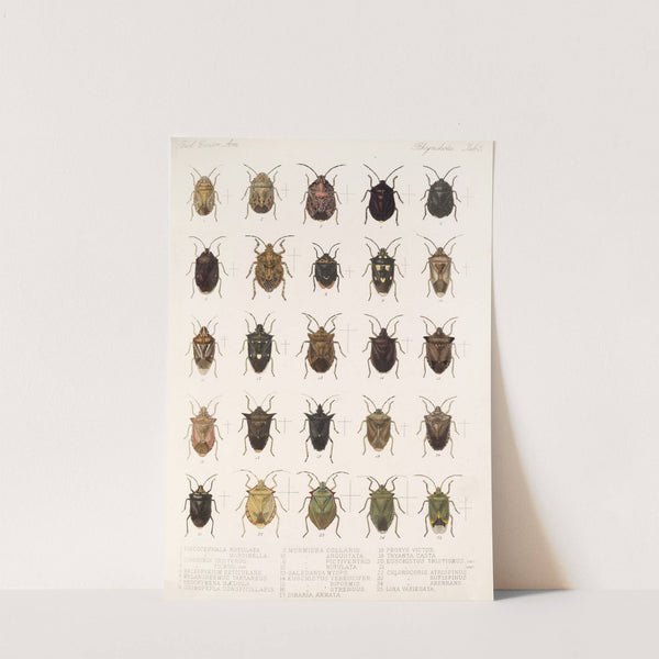 Insecta Rhynchota Hemiptera-Heteroptera Pl 05 (1879-1915) by Frederick DuCane Godman