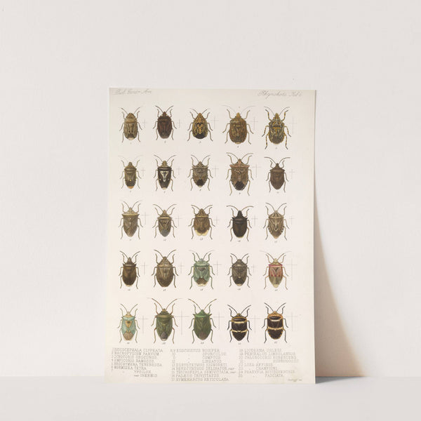 Insecta Rhynchota Hemiptera-Heteroptera Pl 06 (1879-1915) by Frederick DuCane Godman