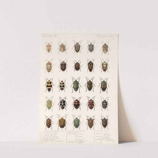 Insecta Rhynchota Hemiptera-Heteroptera Pl 07 (1879-1915) by Frederick DuCane Godman