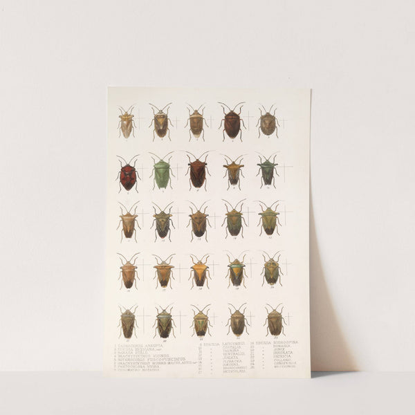 Insecta Rhynchota Hemiptera-Heteroptera Pl 08 (1879-1915) by Frederick DuCane Godman