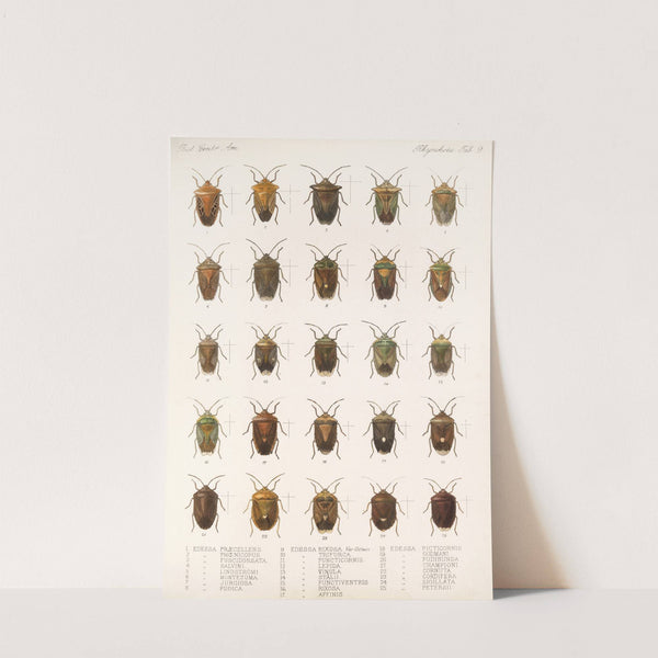 Insecta Rhynchota Hemiptera-Heteroptera Pl 09 (1879-1915) by Frederick DuCane Godman