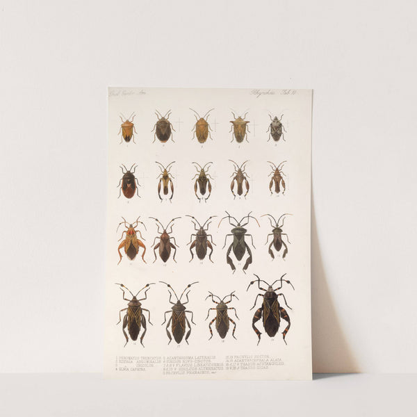 Insecta Rhynchota Hemiptera-Heteroptera Pl 10 (1879-1915) by Frederick DuCane Godman
