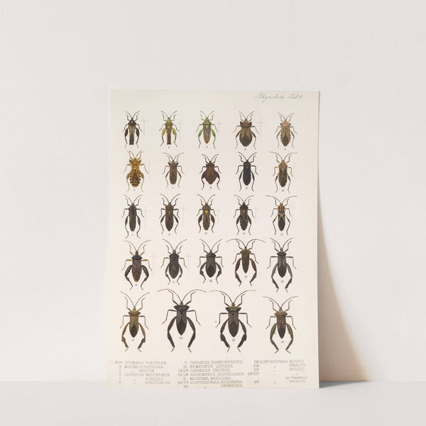 Insecta Rhynchota Hemiptera-Heteroptera Pl 11 (1879-1915) by Frederick DuCane Godman