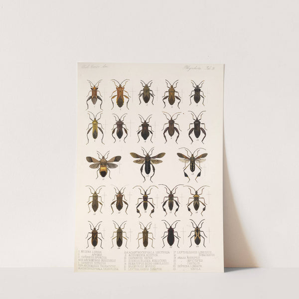 Insecta Rhynchota Hemiptera-Heteroptera Pl 12 (1879-1915) by Frederick DuCane Godman