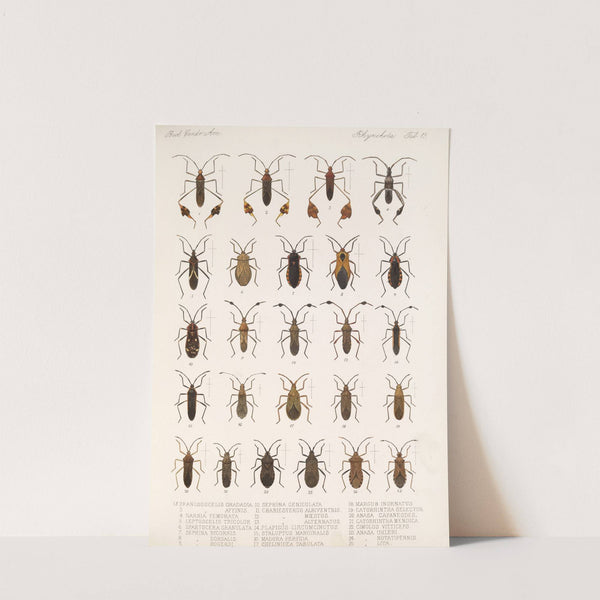 Insecta Rhynchota Hemiptera-Heteroptera Pl 13 (1879-1915) by Frederick DuCane Godman