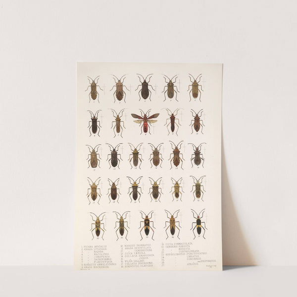 Insecta Rhynchota Hemiptera-Heteroptera Pl 14 (1879-1915) by Frederick DuCane Godman