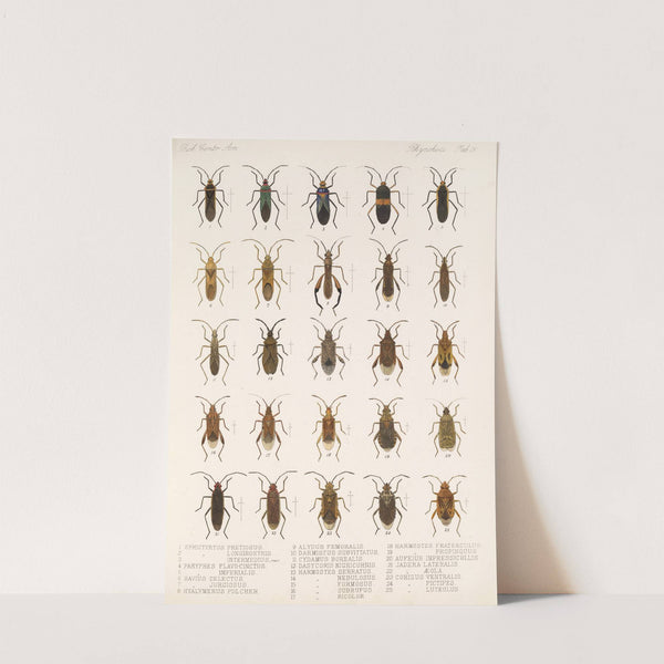 Insecta Rhynchota Hemiptera-Heteroptera Pl 15 (1879-1915) by Frederick DuCane Godman