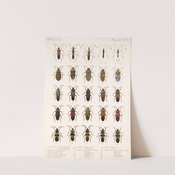 Insecta Rhynchota Hemiptera-Heteroptera Pl 16 (1879-1915) by Frederick DuCane Godman