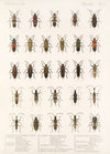 Insecta Rhynchota Hemiptera-Heteroptera Pl 17 (1879-1915)